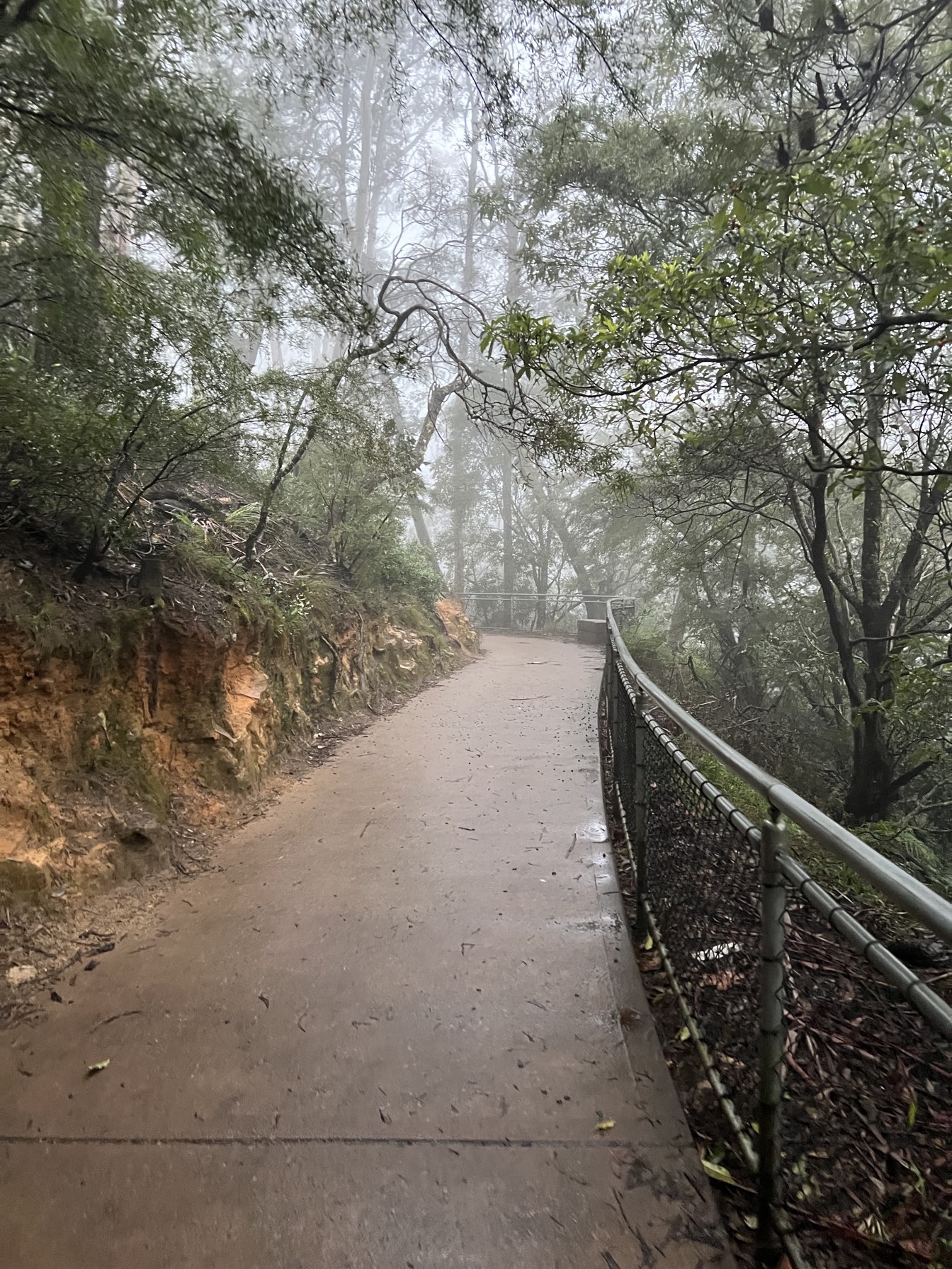 A wet forest path in mist, with a railing along one side